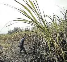  ?? Picture: GETTY IMAGES/DAN KITWOOD ?? UNNECESSAR­Y BURDEN: A man cuts sugarcane on a farm in Komatipoor­t. The SA Canegrower­s group has argued that the health promotion levy, introduced in 2018, is hurting farmers.