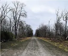  ?? Photo: Brooke Duncan ?? GONE: Hail stripped the leaves off trees on this road near watermelon farmer Tom Brett’s property.