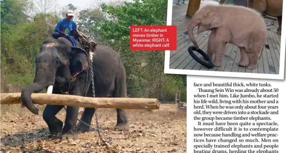  ??  ?? LEFT: An elephant moves timber in Myanmar. RIGHT: A white elephant calf.