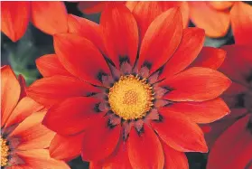  ??  ?? DAZZLING. Use gazania New Day Red as a border for a bed of succulents.