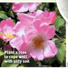  ??  ?? Plant a rose to cope well with silty soil