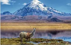  ??  ?? Ein Alpaka vor dem Nevado Sajama, einer der höchsten Berge Boliviens (6542 Meter) und einer der höchsten Vulkane der Welt.