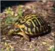  ?? CHRIS LEONE — GARDEN STATE TORTOISE VIA AP ?? A Western Hermann’s tortoise from Apulia, Italy after a rain showing its bright coloration in Galloway, N.J.