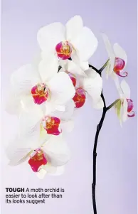  ??  ?? TOUGH A moth orchid is easier to look after than its looks suggest