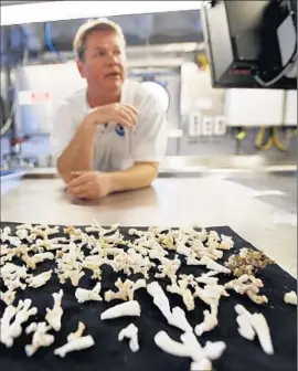  ?? Al Seib
Los Angeles Times ?? PETER ETNOYER with Lophelia pertusa coral. “If you see changes in the coral communitie­s, you will see changes in other deep-sea communitie­s too,” he says.
