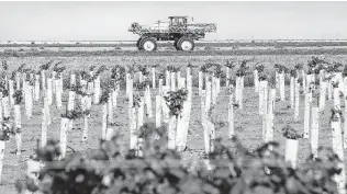  ?? Staff file photo ?? The lawsuit alleges a drifting herbicide has damaged productive grapevines on dozens of farms.