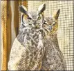  ??  ?? Great-horned Owls use abandoned nests instead of making their own. A Place Called Hope helps re-nest them and other raptor species