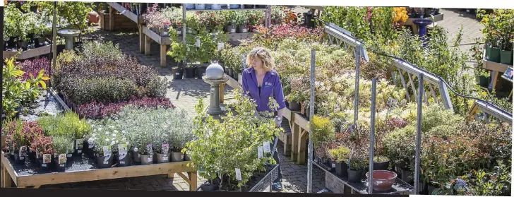  ??  ?? Return: Caroline Spray, above, owner of Pentland Plants in Edinburgh, is ready to reopen