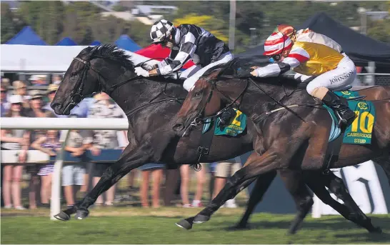  ?? Picture / Nick Reed ?? Kawi ( left) is always a chance in the $ 200,000 Windsor Park Plate at Hastings today. Bosson happy with Gingernuts