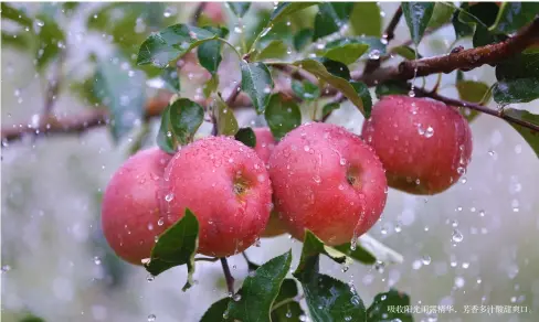  ??  ?? 吸收阳光雨露精华，芳香多汁酸甜爽口。