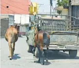  ?? EVERARDO NAVA ?? En Mazatecoch­co los caballos son amarrados a una camioneta