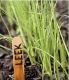  ??  ?? Leave seedlings to grow on until they reach pencil thickness