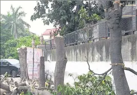  ?? SAKIB ALI/HT PHOTO ?? According to the forest department, the four trees were growing outside a sealed house adjacent to former mayor Ashu Verma’s home in Sector 9 of Raj Nagar .