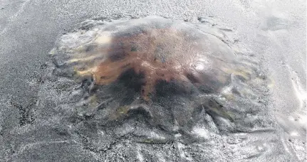  ?? CARLA ALLEN ?? Lion’s Mane jellyfish on False Harbour Beach.