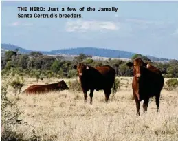  ??  ?? THE HERD: Just a few of the Jamally Santa Gertrudis breeders.