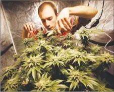  ?? AP PHOTO ?? James MacWilliam­s prunes a marijuana plant he is growing indoors in Portland, Maine.