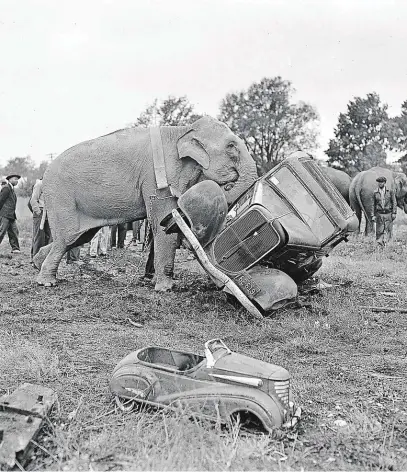  ?? Doby, kdy celá auta končila na vrakovišti, začínají patřit minulosti. (Cirkusoví sloni pomáhají s úklidem vraků poblíž Norfolku v americkém státě Virginia, 14. říjen 1942.) FOTO ČTK / AP / BILL ALLEN ?? Alá hop!