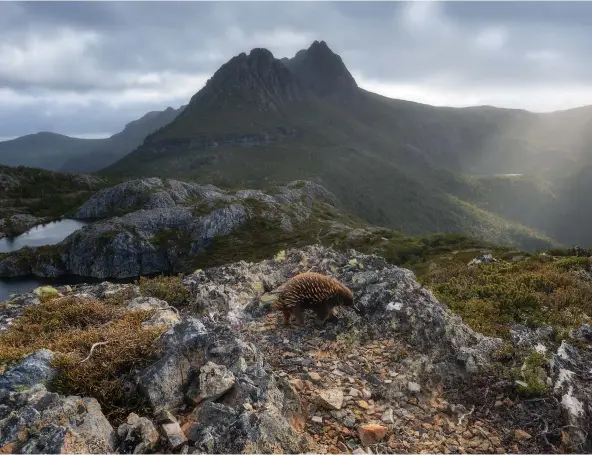  ??  ?? Echidnas are found in a wider variety of habitats and climates than any other mammal in Australia. Tasmanian echidnas, such as this one near Cradle Mountain, enter a hibernatio­n-like state and become inactive during winter.