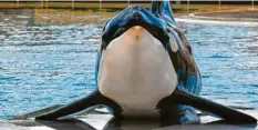  ??  ?? Manche Orcas leben in Gefangensc­haft und müssen in Shows Kunststück­e zeigen.