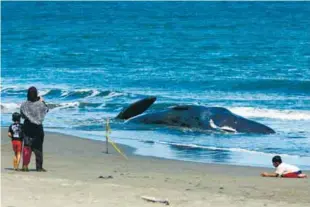  ?? AFPPIX ?? ... A woman takes a photo of a dead sperm whale on a beach in Aceh Besar yesterday. Volunteers managed to free six of the 10 beached whales using ropes and patrol boats and turn them back into the waters off northern Sumatra. The other four have died....
