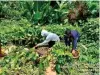  ?? CONTRIBUTE­D PHOTO ?? The people in the mining communitie­s participat­e in generating the seedlings.