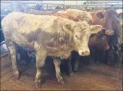  ?? ?? Charolais heifers weighing 440kgs made €1,100 earlier this week at Corrin Mart.
