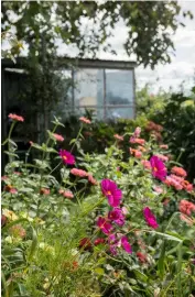  ??  ?? Camellias, cosmos, roses and cornflower­s – just what you would expect to find in a cottage garden. Meg is happy to let her plants self-seed and stay, and any mosaic touches are courtesy of mum Mona.