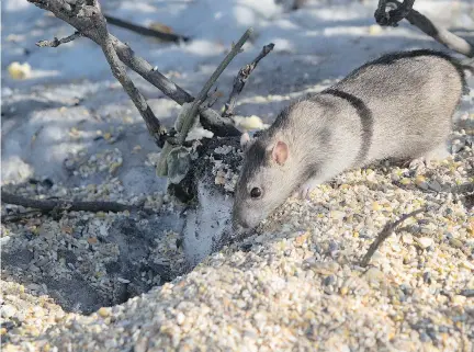  ?? ALLEN McINNIS ?? Rats are coming up from undergroun­d on Somerled Ave., at Cavendish Blvd., to feed on seeds and bread crumbs left by passersby.