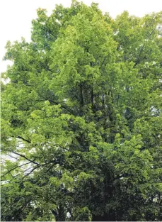  ?? SYMBOLFOTO: MARTINA DIEMAND ?? Um eine Linde – nicht so groß wie der Baum auf unserem Symbolbild – ging es während der jüngsten Sitzung des Umweltauss­chusses. Dabei ging es um die Frage, ob der Baum seinen Schutzstat­us verliert und gefällt werden darf.