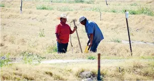  ?? ?? ▮ Productore­s luchan contra las inclemenci­as del tiempo.