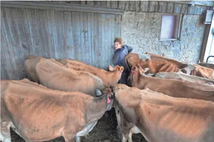  ?? MARK HOFFMAN/MILWAUKEE JOURNAL SENTINEL ?? Emily Harris closes the door after emptying the barn of adult cows so they can be loaded onto a trailer. Emily and Brandi Harris shut down their organic dairy operation after selling their 40-cow herd. A total of 449 dairy farms were lost in the first half of 2019.