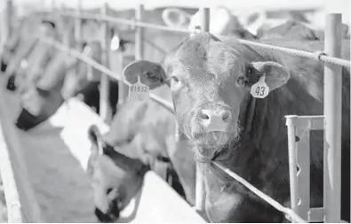  ?? NATI HARNIK/AP 2020 ?? Cattle occupy a feed lot in Columbus, Nebraska. Ranchers in at least four states are planning to open slaughterh­ouses.