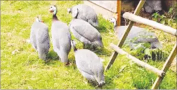  ??  ?? Guinea fowl are a protected species in Zimbabwe. Like the flame lily and the python, they are royalty