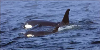  ?? BRIAN GISBORNE/FISHERIES AND OCEANS CANADA VIA AP ?? In this Tuesday, Southern Resident killer whale J50 and her mother, J16, swim off the west coast of Vancouver Island near Port Renfrew, B.C.