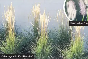  ??  ?? Calamagros­tis ‘Karl Foerster’ Pennisetum ‘Hameln’