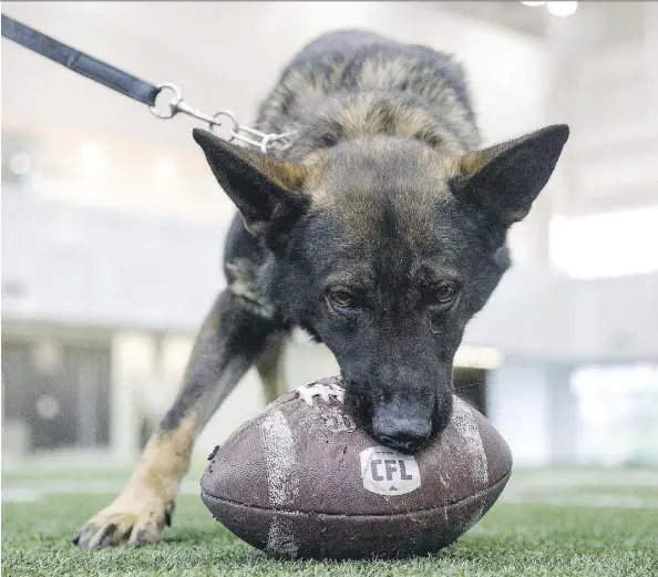  ?? CODIE MCLACHLAN ?? Police service dog Fallon shows the eye of the tiger during Eskimos practice at the Commonweal­th field house on Tuesday.