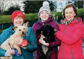  ?? Photos by Michelle Cooper Galvin ?? Mary Rose and Laura Scanlon, Anne O’Shea with Oscar and Missy participat­ing in the Nagle Rice Primary School Milltown Walk and Fun Run in Milltown on Sunday.