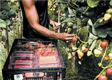  ?? ALEX ATACK/THE NEW YORK TIMES ?? Tobias Logavatu picks strawberri­es amid the pandemic last month at a farm in Surrey County, southwest of London.