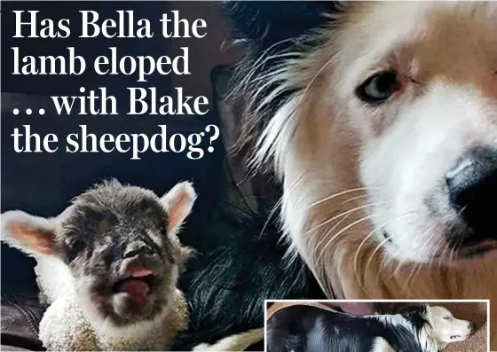  ??  ?? Best of friends: Blake the border collie with orphaned lamb Bella before they disappeare­d from Miss Haywood’s home