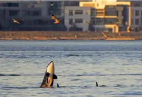  ?? JAMIE KINNEY VIA AP ?? Orcas swim Oct. 12 in Elliott Bay in Seattle.