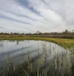  ?? Joren De Weerdt ?? Natuurgebi­ed De Zegge in Geel. ©