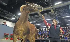  ?? THE ASSOCIATED PRESS ?? An auctioneer, left, solicits bids as a draft horse is walked in front of prospectiv­e buyers at the Pennsylvan­ia Farm Show Complex on Jan.17 in Harrisburg, Pa.