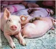 ?? Foto: dpa ?? Ein Logo auf Fleischver­packungen soll die Tierhaltun­g verbessern.