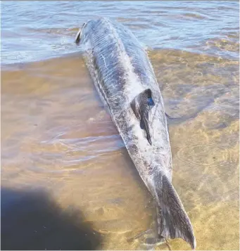  ??  ?? This Lake Sturgeon washed up dead on the Ottawa River at Constance Bay last weekend. It measured close to four feet long. It is one of several found on this stretch of river west of Ottawa.