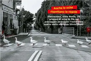  ??  ?? Anche le oche rispettano le regole Pietrasant­a, viale Morin. Un gruppo di oche in fila sul passaggio pedonale: l’esilarante scatto della vigilessa Silvia Landi.