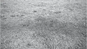  ?? JOSHUA A. BICKEL/COLUMBUS DISPATCH ?? Upper Arlington parks have had significant turf damage from armyworms, which feed on the grasses. But they don’t directly kill the base of the grass, which sends up new shoots.
