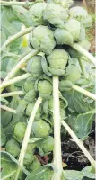  ??  ?? Nautic is an excellent Brussels sprouts variety. The plants are productive, the sprouts tender and tasty.