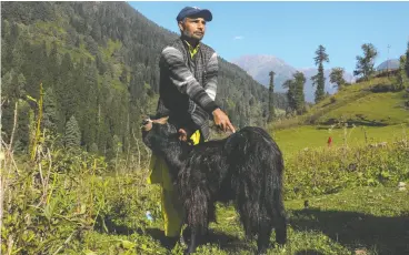  ?? ?? Nomadic herder Mohammad Rabbani points at a scar on his goat, which was injured running from a flash flood in Aru Valley in Jammu and Kashmir.