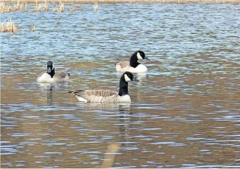  ?? ?? Rob Robertson, from Blairgowri­e, sent in this picture of some Canadian geese encountere­d when recently taking a trip from his east
Perthshire home to the Strath.
Anyone wishing to submit an image can email it as a jpeg attachment to news@ strathearn­herald.co.uk.
Pictures can also be posted on the Herald’s Facebook page.