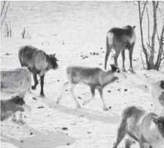  ??  ?? This file photo taken on March 16, 2017 shows reindeer in Kautokeino, a town in Finnmark county, located in the northeaste­rn part of Norway. — AFP